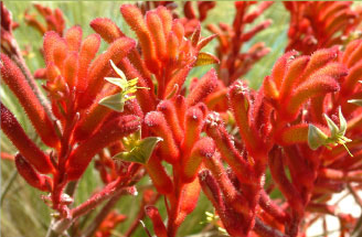 Red Flowers