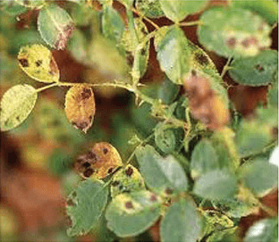 Damaged leaves