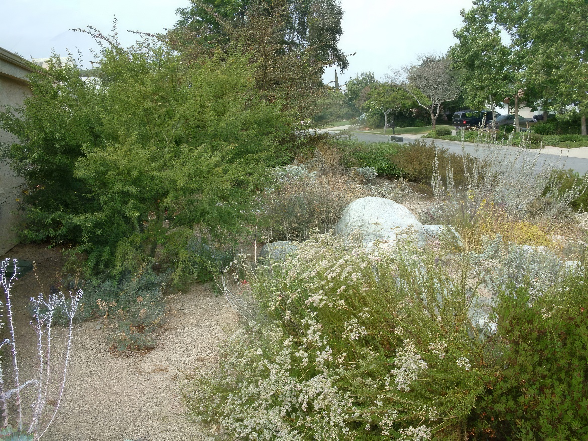 Going Native with Buckwheat