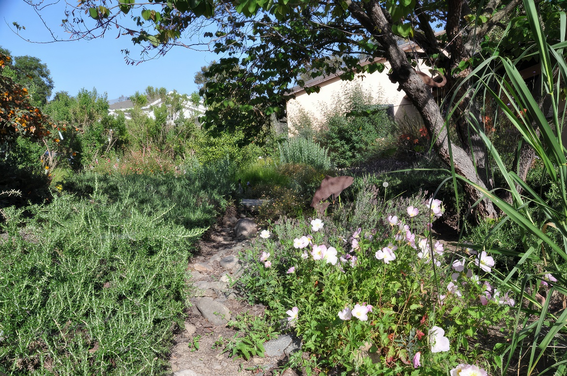 Rosemary in the Dry Creek Bed