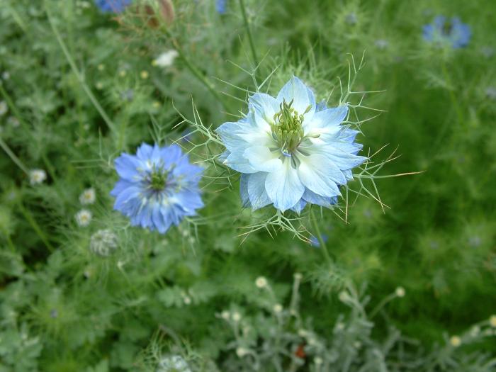 Nigella damascena