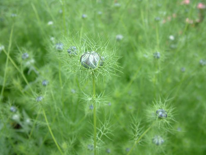 Plant photo of: Nigella damascena