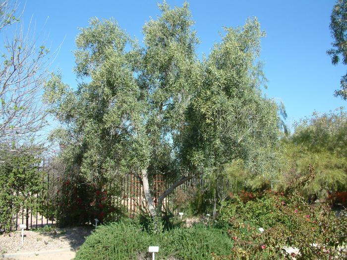 Olea europaea 'Swan Hill'