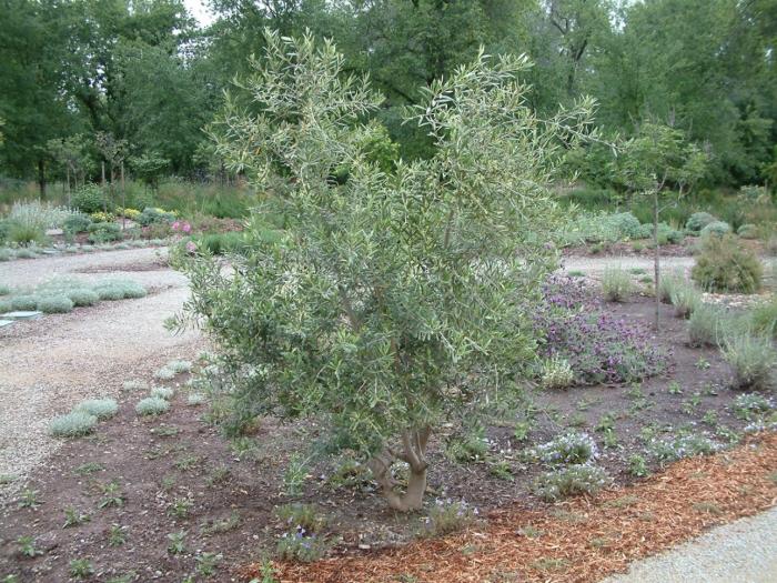 Plant photo of: Olea europaea 'Swan Hill'