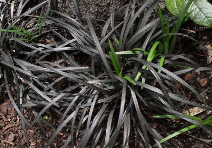 Plant photo of: Ophiopogon planiscapus 'Nigrescens'