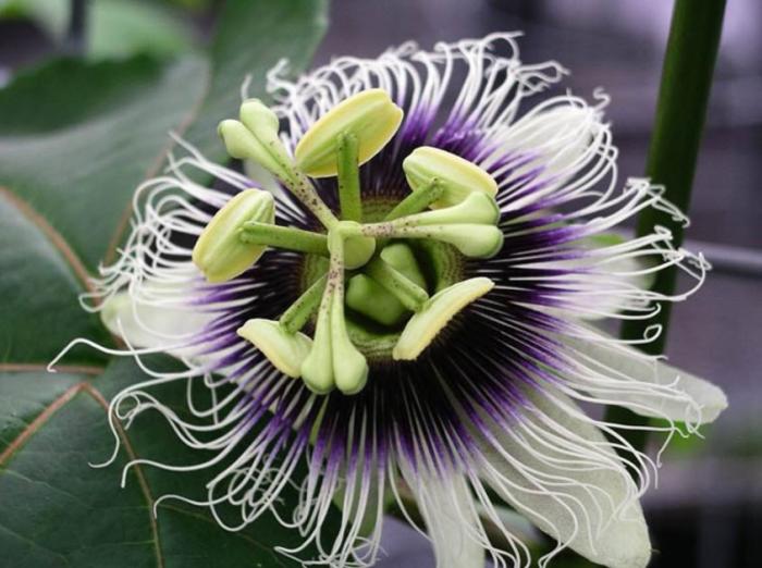 Plant photo of: Passiflora edulis