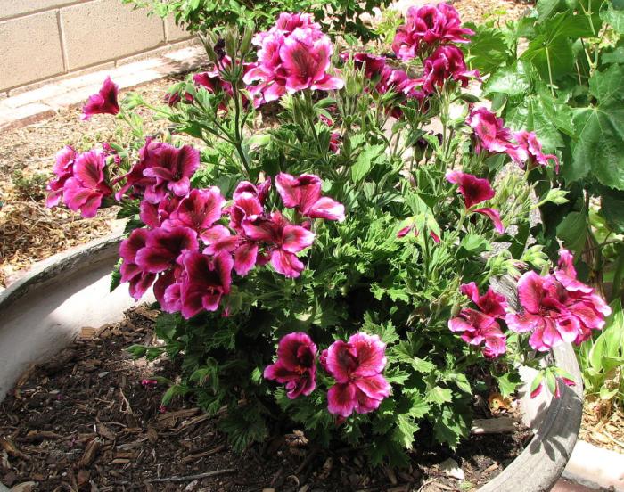 Plant photo of: Pelargonium domesticum