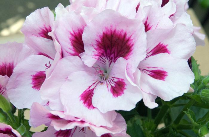 Plant photo of: Pelargonium domesticum