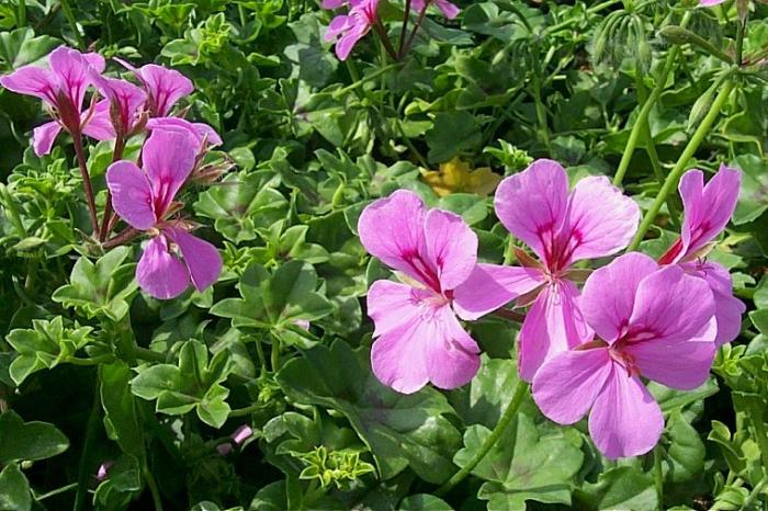 Plant photo of: Pelargonium peltatum 'Lavender Blizzard'