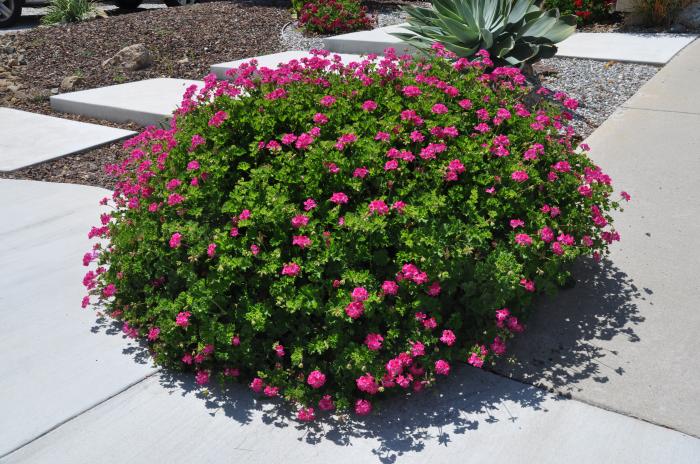 Pelargonium Pink Blizzard