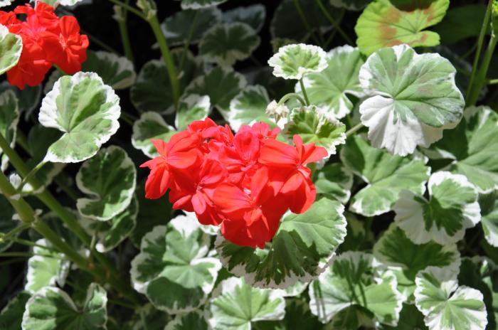 Pelargonium X hortorum 'Wilhelm Langguth