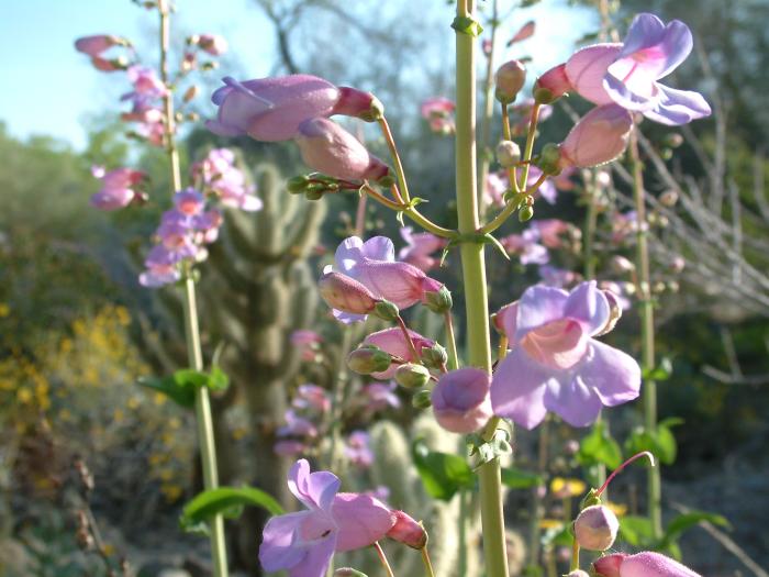 Plant photo of: Penstemon spectabilis