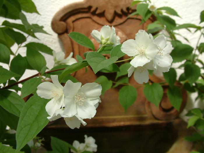 Philadelphus lewisii