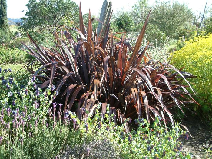 Phormium tenax 'Rubrum'