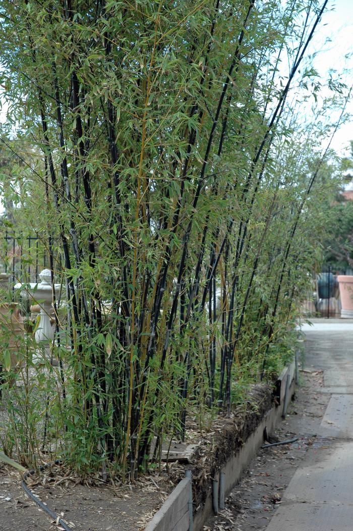 Phyllostachys nigra