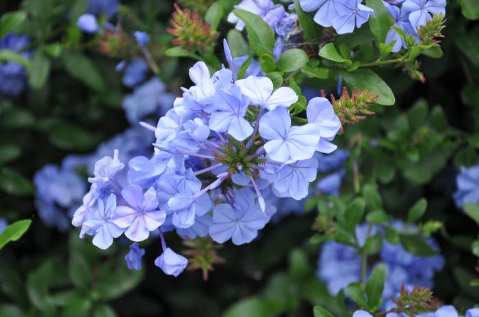 Plumbago auriculata