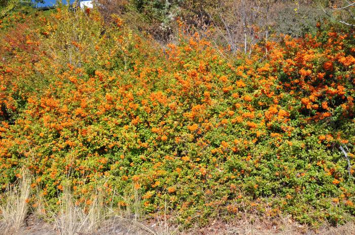 Plant photo of: Pyracantha coccinea 'Lalandei'