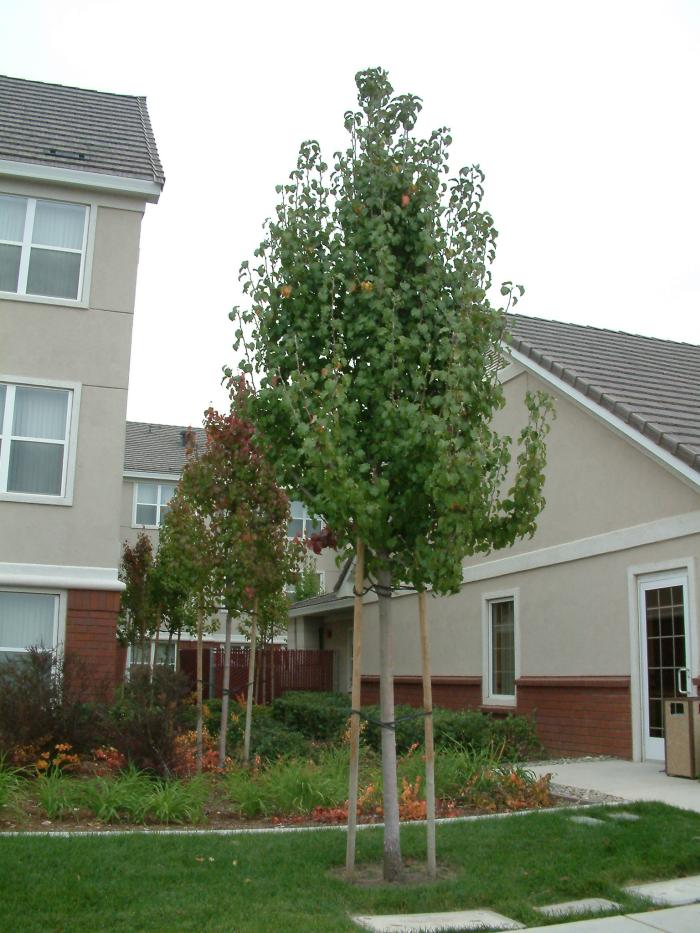 Pyrus calleryana 'Chanticleer'