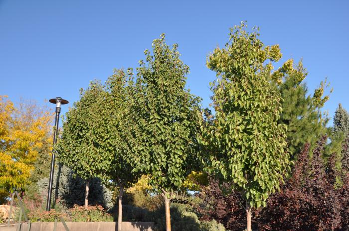 Plant photo of: Pyrus calleryana 'Chanticleer'