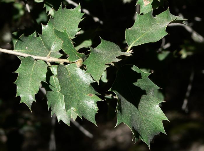 Plant photo of: Quercus wislizenii