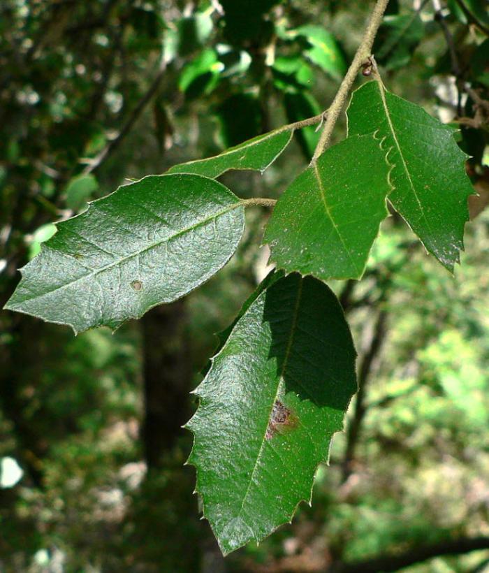 Plant photo of: Quercus wislizenii