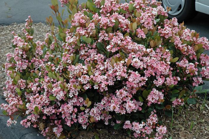 Rhaphiolepis indica 'Pink Lady'