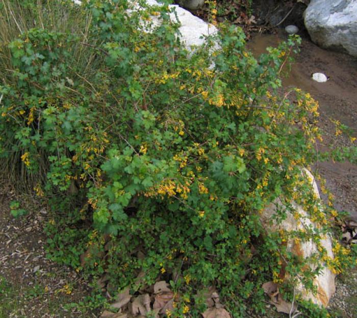 Plant photo of: Ribes aureum var. gracillimum