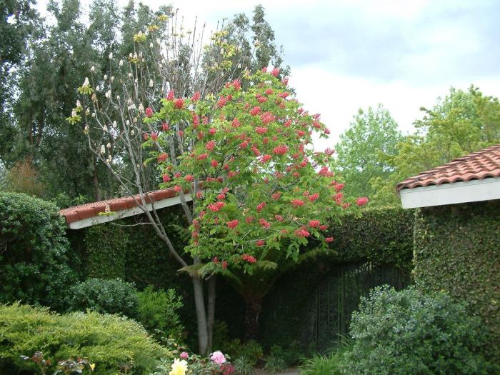 Robinia 'Idahoensis'