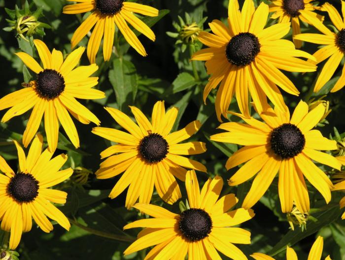 Rudbeckia fulgida