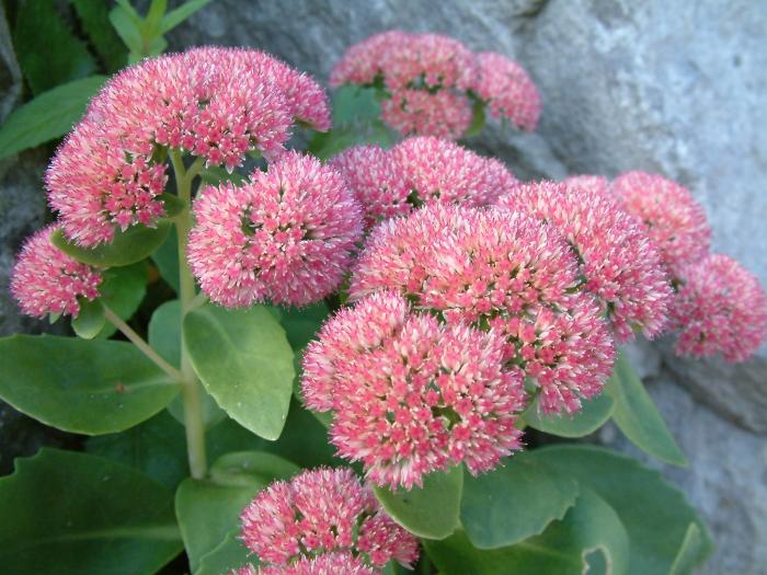 Sedum 'Autumn Joy'