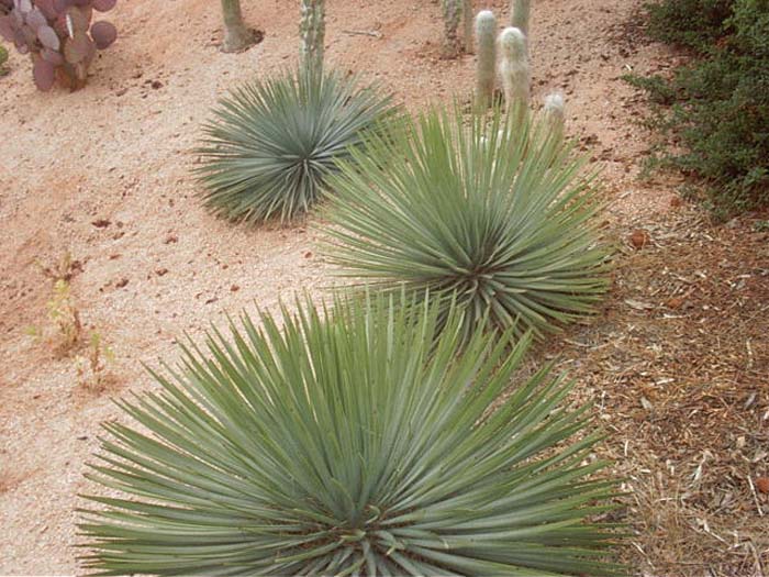 Yucca whipplei