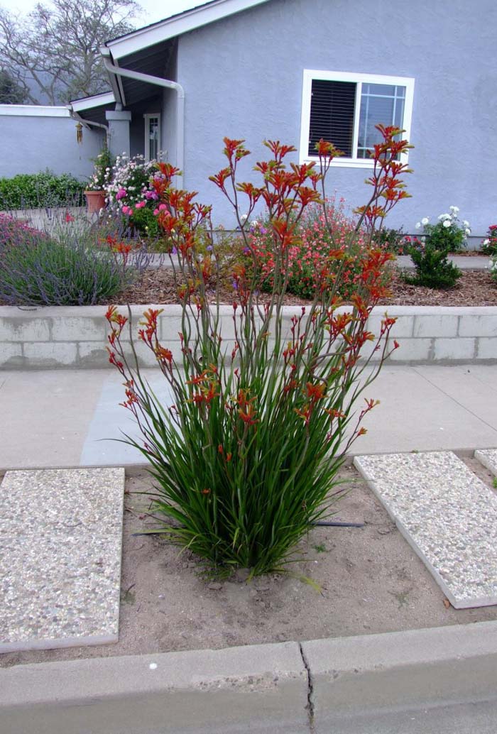 Anigozanthos 'Red Cross'