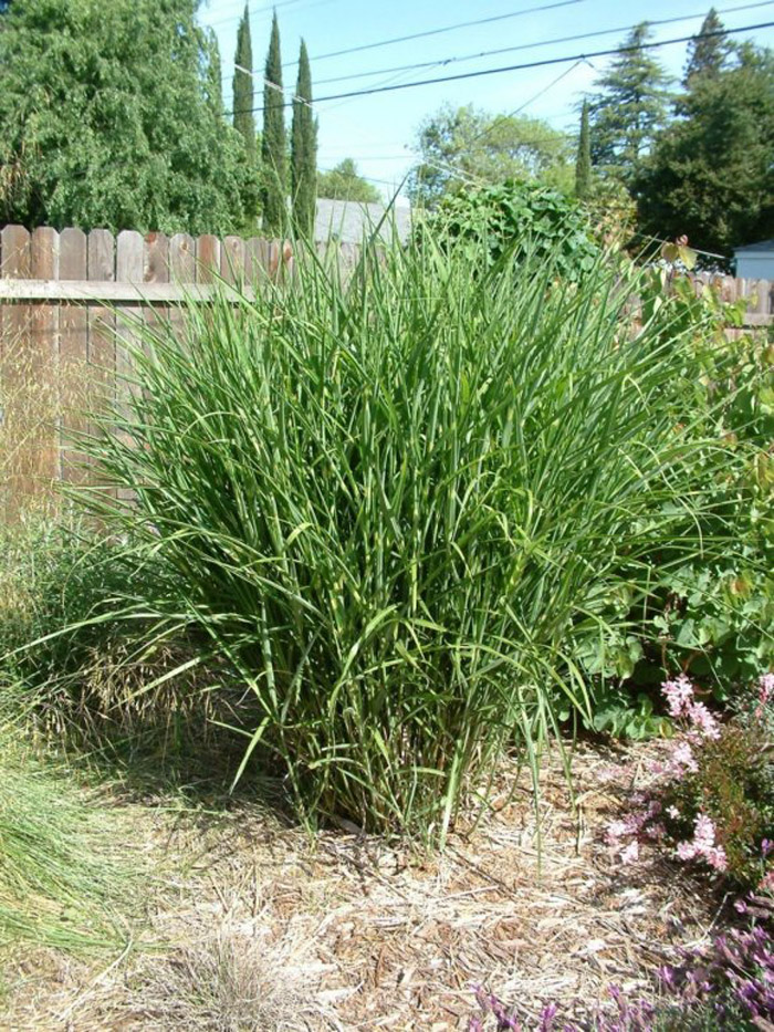 Plant photo of: Miscanthus 'Zebrinus'