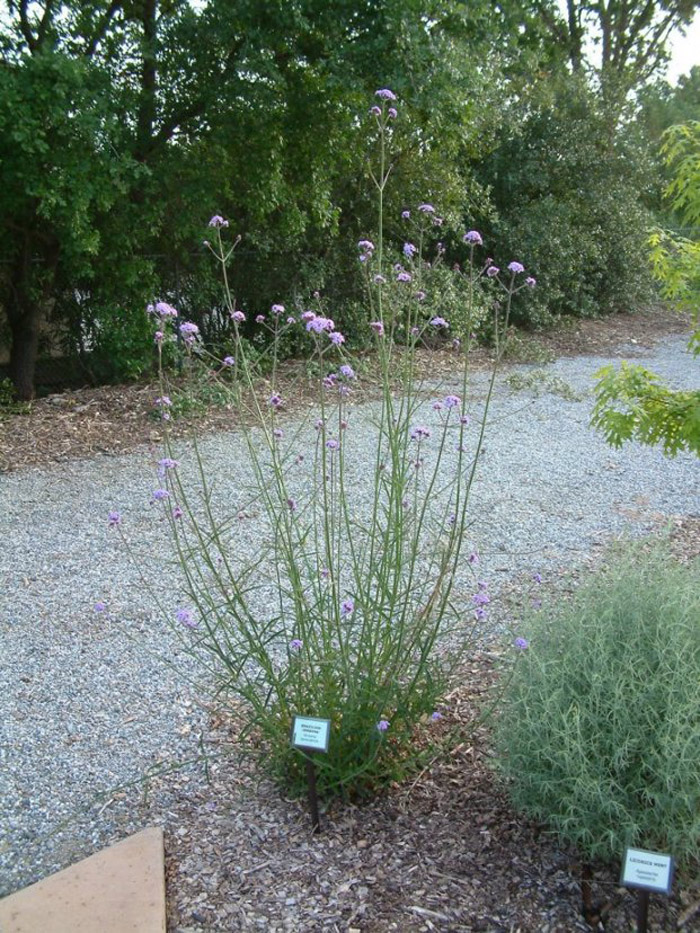 Verbena bonariensis