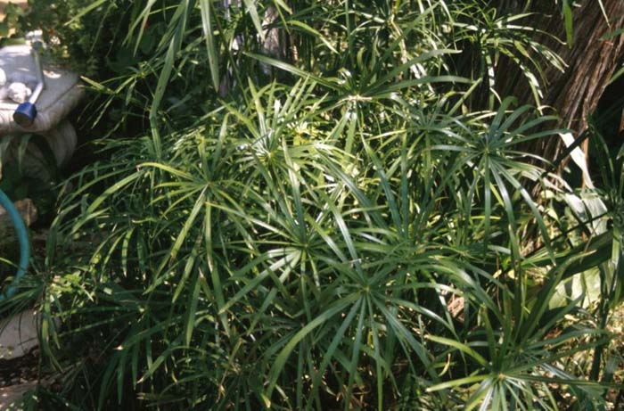 Cyperus alternifolius