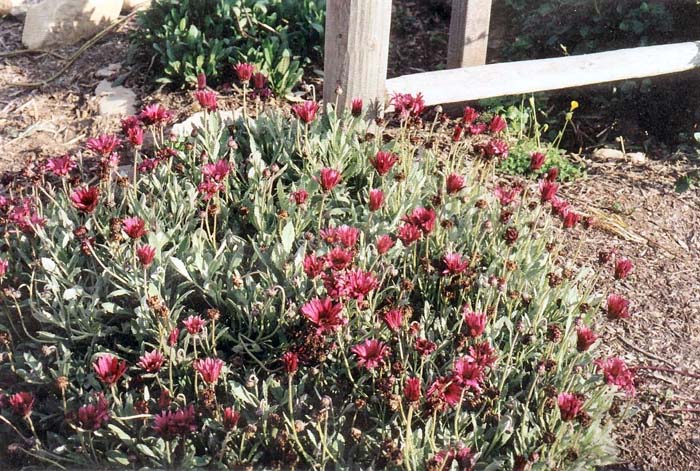 Arctotis acaulis 'Big Magenta'