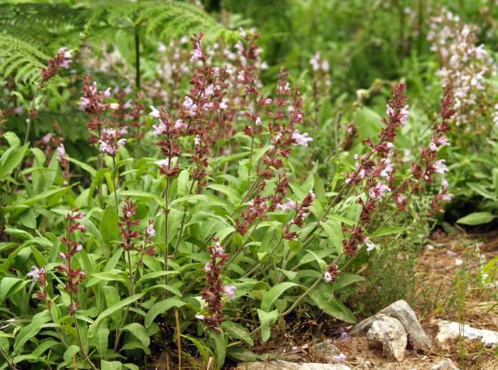 Plant photo of: Salvia officinalis