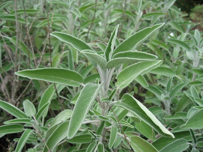 Plant photo of: Salvia officinalis