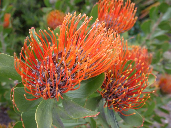 Plant photo of: Leucospermum cord. 'Orange'