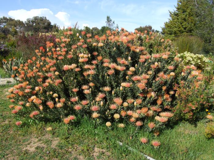 Plant photo of: Leucospermum cord. 'Orange'