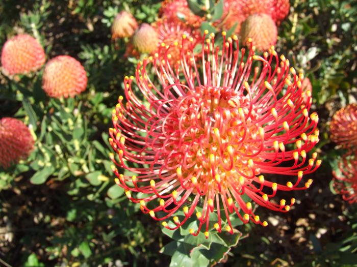 Plant photo of: Leucospermum cord. 'Orange'