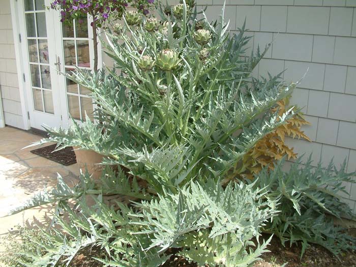 Cynara scolymus