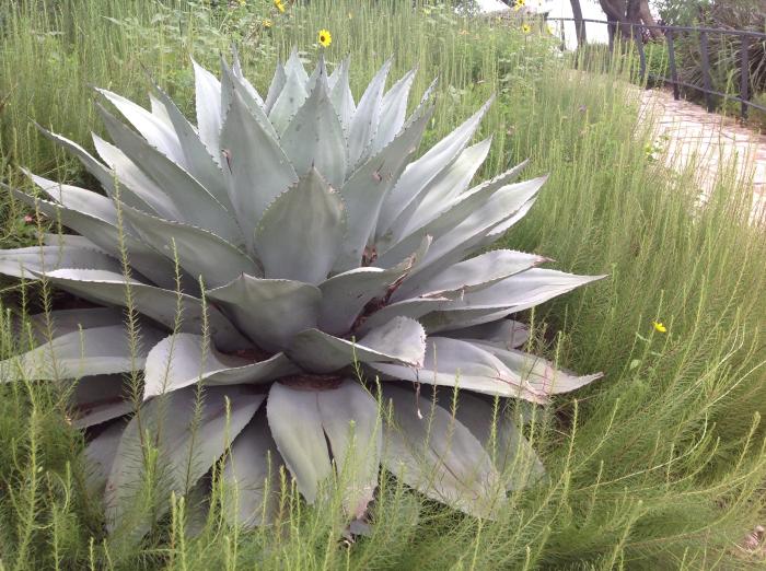 Plant photo of: Agave ovatifolia