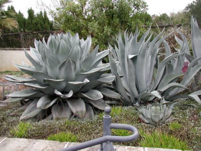 Plant photo of: Agave ovatifolia