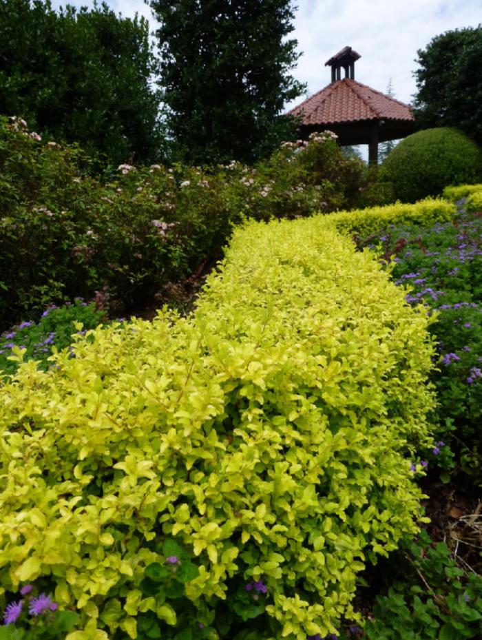 Plant photo of: Ligustrum sinense 'Sunshine'