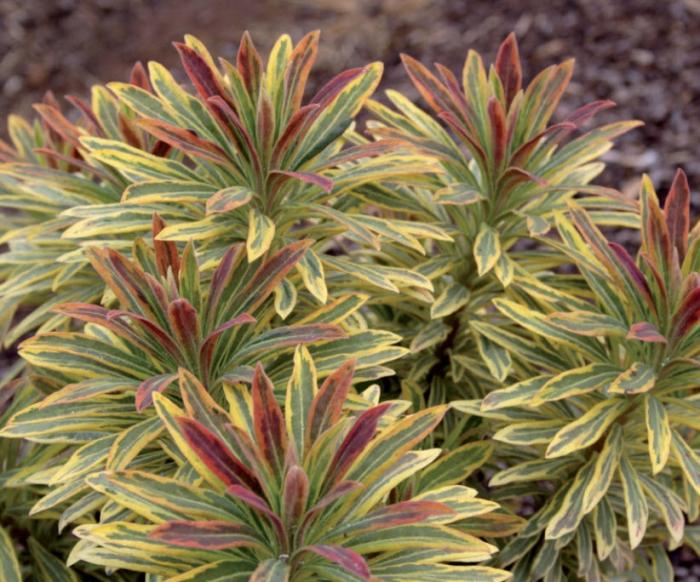 Euphorbia x martinii 'Ascot Rainbow'