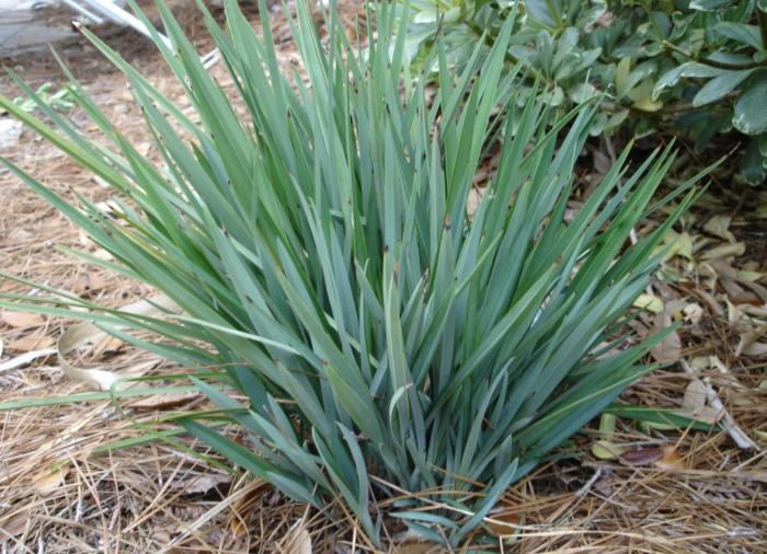 Dianella revoluta 'Little Rev'