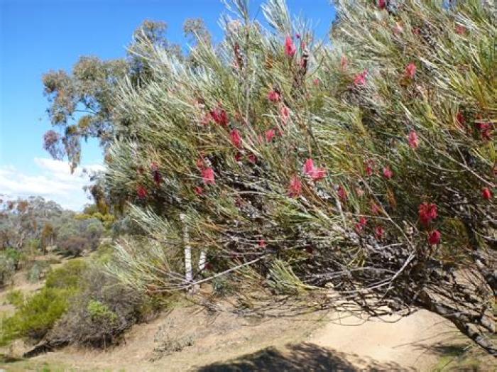 Plant photo of: Hakea francisiana