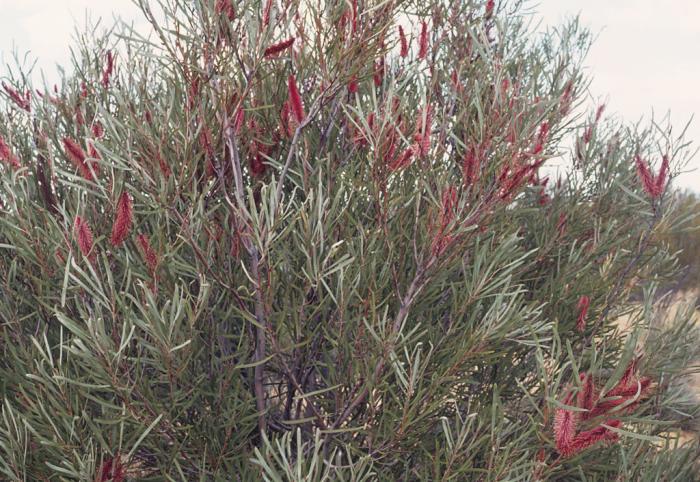 Plant photo of: Hakea francisiana