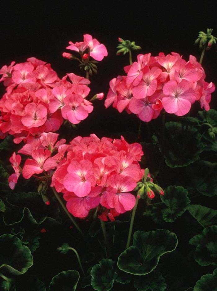 Plant photo of: Pelargonium X hortorum